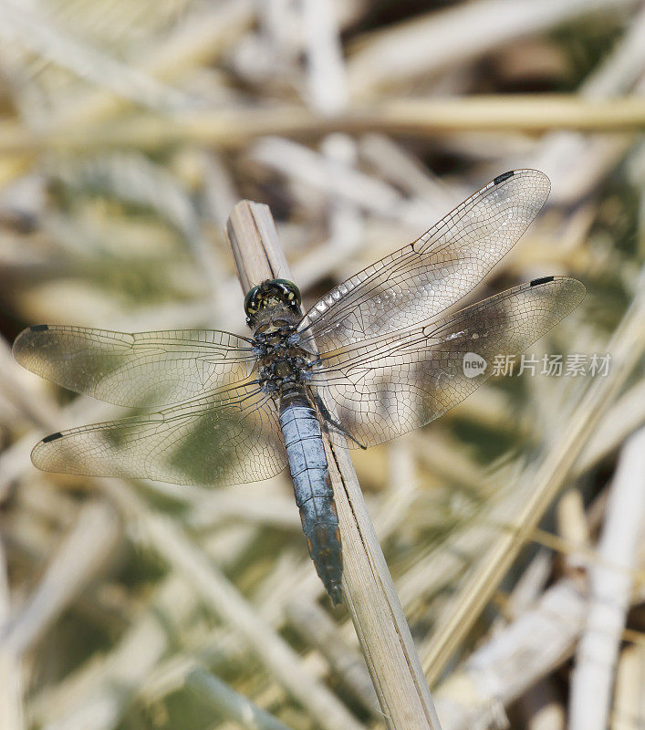 黑尾蜻蜓(Orthetrum cancellatum)雄性